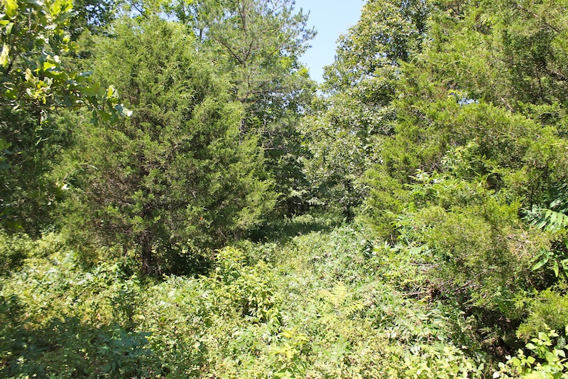 Tract 34 at Green Mountain Ranch in Shannon County, Missouri