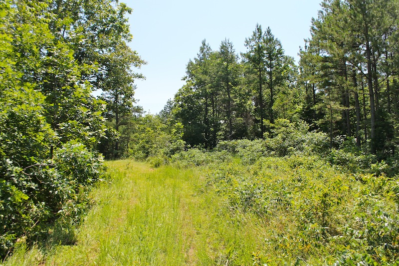 Tract 36 at Green Mountain Ranch in Shannon County, Missouri