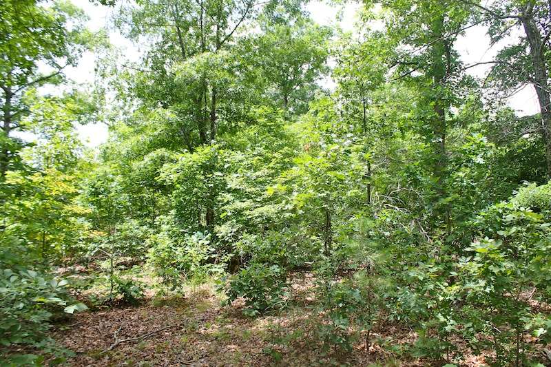 Tract 44 at Green Mountain Ranch in Shannon County, Missouri