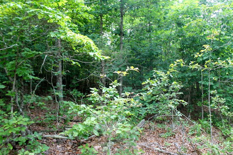 Tract 46 at Green Mountain Ranch in Shannon County, Missouri