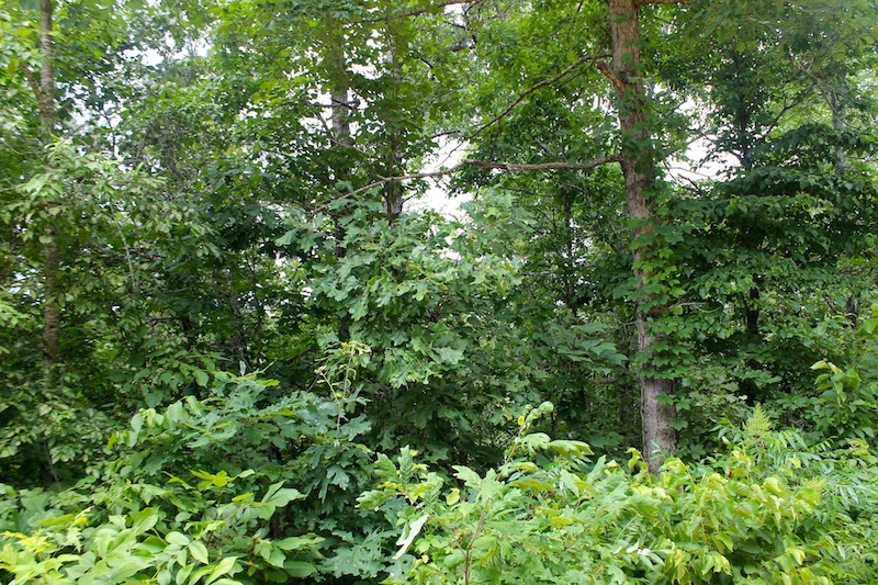 Tract 49 at Green Mountain Ranch in Shannon County, Missouri