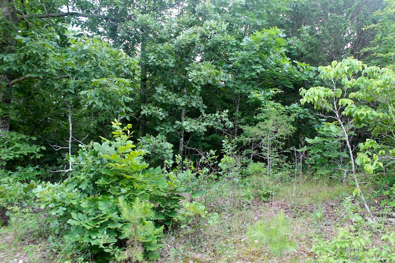 Tract 51 at Green Mountain Ranch in Shannon County, Missouri