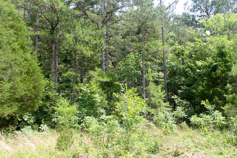 Tract 53 at Green Mountain Ranch in Shannon County, Missouri