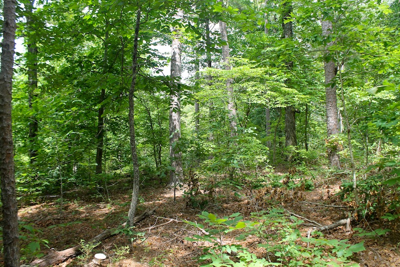 Tract 54 at Green Mountain Ranch in Shannon County, Missouri