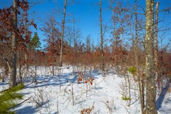 property photo for Sleepy Hollow Phase I Tract 25, 7.23 acres for sale in Texas County, Missouri