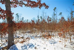 property photo for Sleepy Hollow Phase I Tract 25, 7.23 acres for sale in Texas County, Missouri