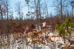 property photo for Sleepy Hollow Phase I Tract 25, 7.23 acres for sale in Texas County, Missouri