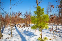 property photo for Sleepy Hollow Phase I Tract 25, 7.23 acres for sale in Texas County, Missouri