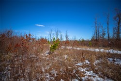 property photo for Sleepy Hollow Phase I Tract 27, 7.03 acres for sale in Texas County, Missouri