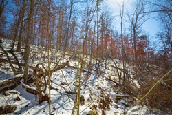 property photo for Sleepy Hollow Phase I Tract 27, 7.03 acres for sale in Texas County, Missouri
