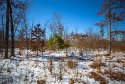 property photo for Sleepy Hollow Phase I Tract 27, 7.03 acres for sale in Texas County, Missouri