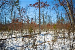 property photo for Sleepy Hollow Phase I Tract 27, 7.03 acres for sale in Texas County, Missouri