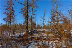 property photo for Sleepy Hollow Phase I Tract 32, 6.04 acres for sale in Texas County, Missouri