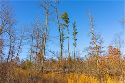 property photo for Sleepy Hollow Phase I Tract 32, 6.04 acres for sale in Texas County, Missouri