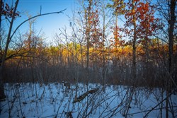 property photo for Sleepy Hollow Phase I Tract 37, 6.67 acres for sale in Texas County, Missouri