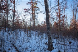property photo for Sleepy Hollow Phase I Tract 37, 6.67 acres for sale in Texas County, Missouri