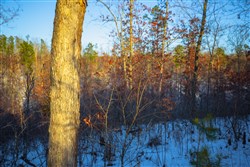 property photo for Sleepy Hollow Phase I Tract 37, 6.67 acres for sale in Texas County, Missouri