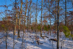property photo for Sleepy Hollow Phase I Tract 41, 5.4 acres for sale in Texas County, Missouri