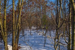 property photo for Sleepy Hollow Phase I Tract 41, 5.4 acres for sale in Texas County, Missouri
