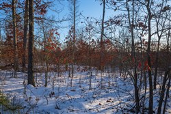 property photo for Sleepy Hollow Phase I Tract 41, 5.4 acres for sale in Texas County, Missouri