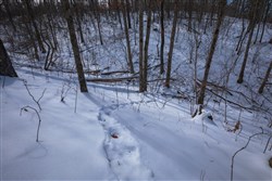 property photo for Sleepy Hollow Phase I Tract 47, 9.47 acres for sale in Texas County, Missouri