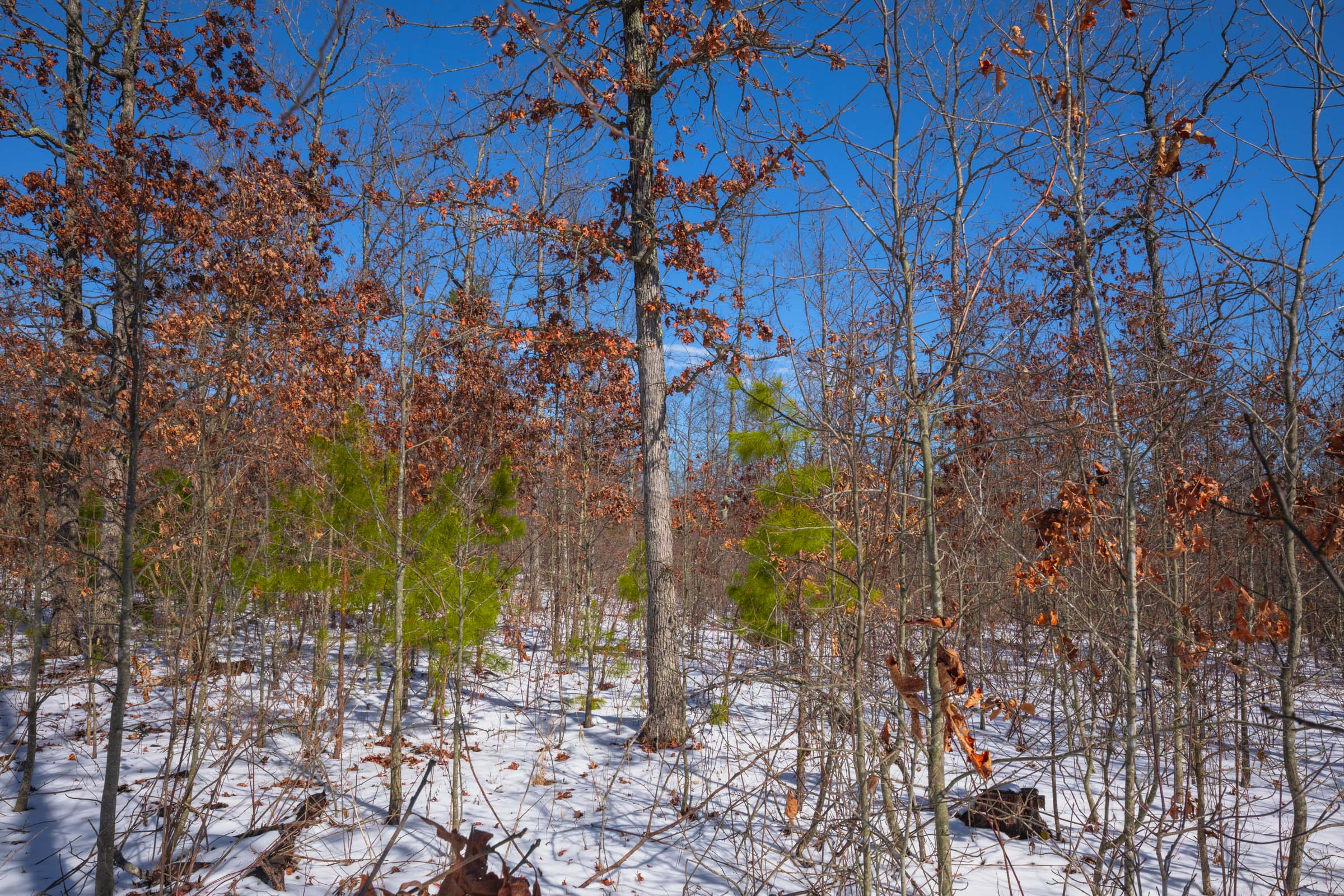 Tract 56 at Sleepy Hollow Phase I in Texas County, Missouri