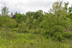 property photo for Sleepy Hollow Phase II Tract 104, 5.82 acres for sale in Texas County, Missouri