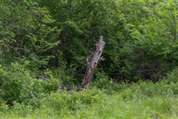 property photo for Sleepy Hollow Phase II Tract 104, 5.82 acres for sale in Texas County, Missouri