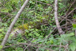 property photo for Sleepy Hollow Phase II Tract 107, 6.52 acres for sale in Texas County, Missouri