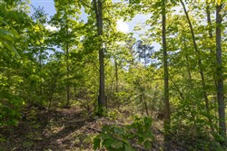 property photo for Sleepy Hollow Phase II Tract 63, 14.24 acres for sale in Texas County, Missouri