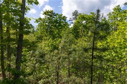 property photo for Sleepy Hollow Phase II Tract 63, 14.24 acres for sale in Texas County, Missouri