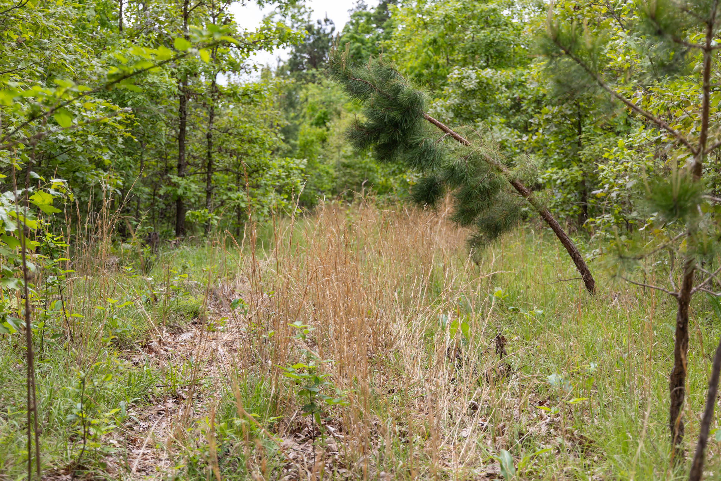 Tract 76 at Sleepy Hollow Phase II in Texas County, Missouri