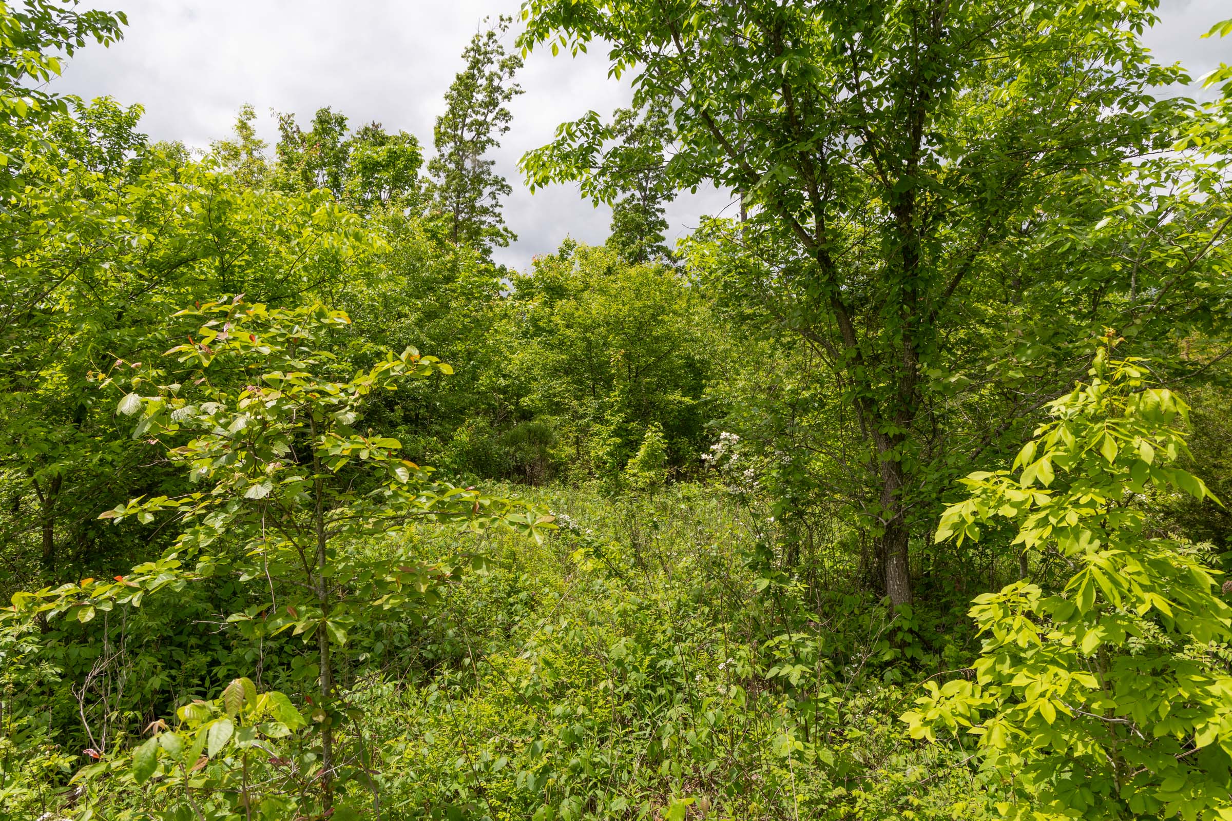 Tract 77 at Sleepy Hollow Phase II in Texas County, Missouri