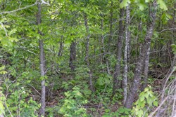 property photo for Sleepy Hollow Phase II Tract 86, 6.27 acres for sale in Texas County, Missouri