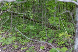 property photo for Sleepy Hollow Phase II Tract 86, 6.27 acres for sale in Texas County, Missouri