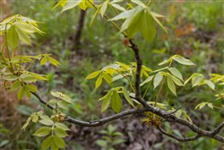 property photo for Sleepy Hollow Phase II Tract 86, 6.27 acres for sale in Texas County, Missouri