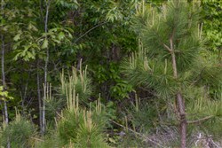 property photo for Sleepy Hollow Phase II Tract 86, 6.27 acres for sale in Texas County, Missouri