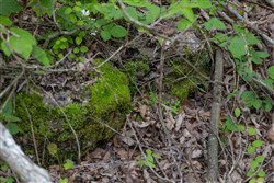 property photo for Sleepy Hollow Phase II Tract 92, 7.84 acres for sale in Texas County, Missouri
