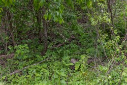 property photo for Sleepy Hollow Phase II Tract 92, 7.84 acres for sale in Texas County, Missouri