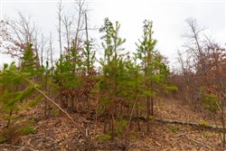 property photo for Windy Ridge Tract 10, 7.27 acres for sale in Texas County, Missouri