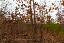 property photo for Windy Ridge Tract 10, 7.27 acres for sale in Texas County, Missouri