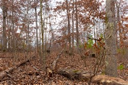 property photo for Windy Ridge Tract 10, 7.27 acres for sale in Texas County, Missouri
