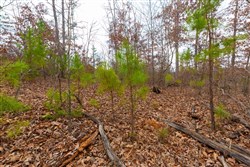 property photo for Windy Ridge Tract 10, 7.27 acres for sale in Texas County, Missouri