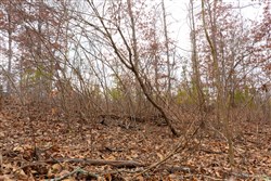 property photo for Windy Ridge Tract 10, 7.27 acres for sale in Texas County, Missouri